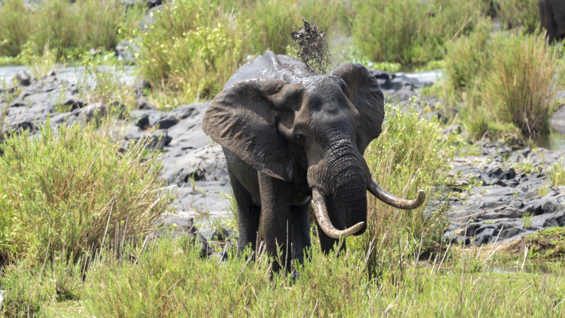 Kruger25 2025 11 04 12 42 44 ILCE 1M2 1819